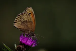 Les papillons de la Saligue