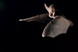 Rencontre avec les chauves-souris du sanctuaire