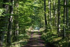 Les secrets de la forêt de Dreux