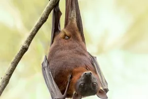 Balade nature : Le monde des chauves-souris