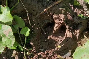 Traces et indices laissés dans le Sanctuaire de nature 