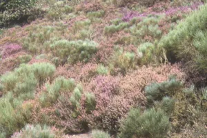 A la découverte de la flore du Mont Gargan