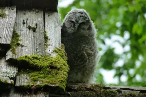 « Journée des oiseaux »  : observation des oiseaux dans le refuge de la forêt de Guédelon.