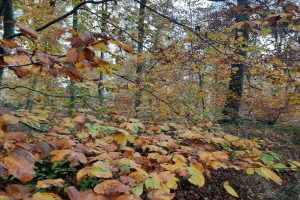 Randonnée patrimoine « La forêt pendant la guerre »
