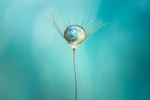 Proxi et macrophotographie