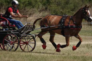 Concours d'attelage club élite
