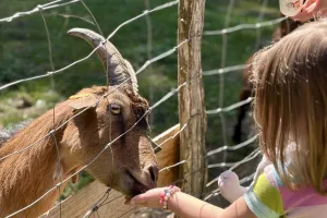 Vacances D'été à Lama Loisirs