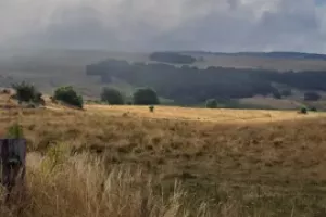 Rencontre - Réchauffement climatique : comment la forêt va t-elle s'adapter ?