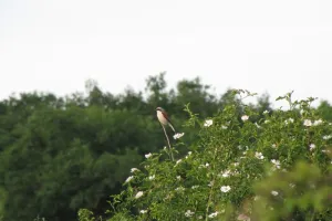 Oiseaux, papillons et orchidées des communaux de Rosnay