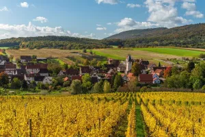 Dégustation de vins et balade dans les vignes