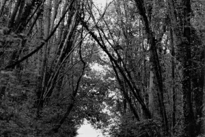 Exposition "Histoires d'hommes, de femmes et d'arbres Photographies de Bernard Descamps