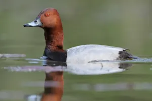 Les oiseaux d'eau du Domaine du Plessis