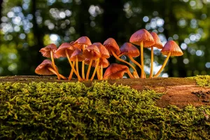 Balade nature : les champignons