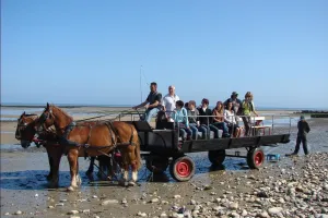 Les parcs à huîtres de la baie des Veys au rythme des chevaux