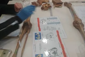 Atelier jeunes archéos : Enquête au musée