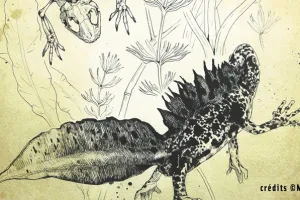 Illustrations scientifiques animalières et botaniques