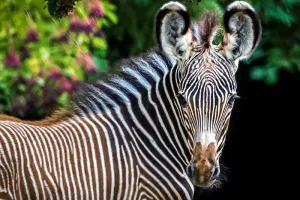Journée découverte au zoo de Mulhouse