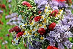 Goûtons les fleurs et composons des bouquets de fleurs sauvages