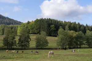Sentiers Plaisir : La clairière du Hang