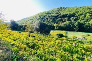 FESTIVAL DE LA RANDONNÉE : PATRIMOINE ET RENOUVEAU DE LA VITICULTURE EN VALLÉE FRANÇAISE