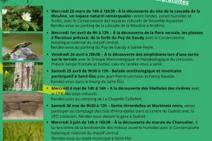 ABC de la biodiversité : sortie hirondelles et martinets noirs