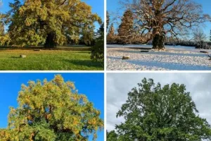 Jardin de Lessines - Rendez-vous aux jardins