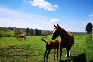 Concours élevage chevaux 2 et 3 ans