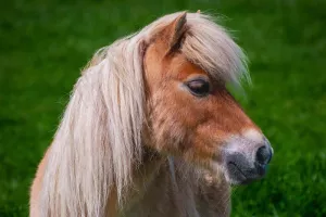 Balades en poney