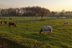 Rencontre avec un agriculteur et ses vaches