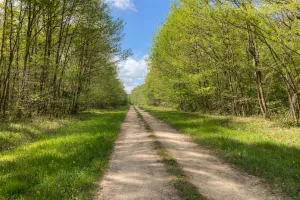 Soirée en forêt de Tardonne