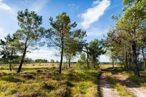 Sortie nature : Petit aventurier dans la lande