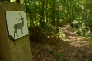 Escape Game Nature : le mystère du grand cerf