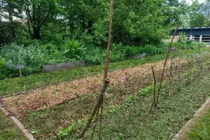 Démarrer un potager au naturel
