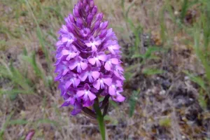 La flore du Château de Ventadour