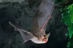 La Nuit Internationale de la chauve-souris