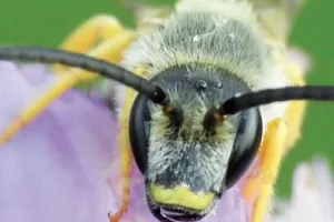 Insectes et compagnie