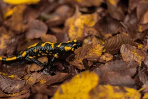 La nuit des salamandres