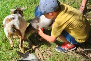 Visite guidée de la ferme