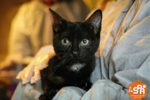 Collecte d'aliments pour chats au profit de la maison SPA de Tourcoing