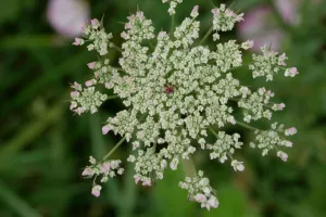 Ecrire les sens au jardin : le goût