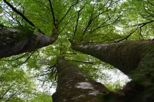 Randonnée accompagnée avec Ramondia : Promenons-nous dans les bois