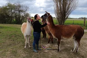 Rencontre et activités avec les lamas et alpagas