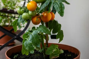 Événement Nature & Vous - Mon balcon se mange !