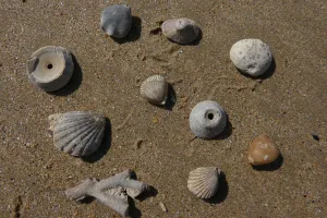 Fossiles, coquillages et l'évolution des espèces