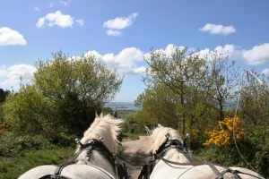 Balade attelée sur les hauteurs de Cherbourg