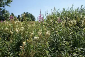 Sentiers Plaisir : Ces plantes qui me parlent …