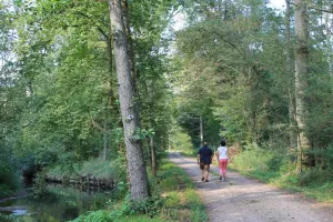 Sortie nature : le sonneur à ventre jaune, lutin de l'Illwald