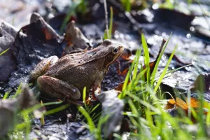 Des dragons dans le bocage