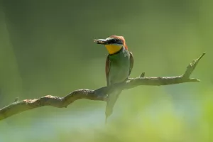 Les oiseaux au fil des saisons