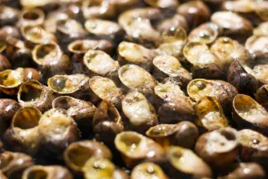 FÊTE DE L’ESCARGOT